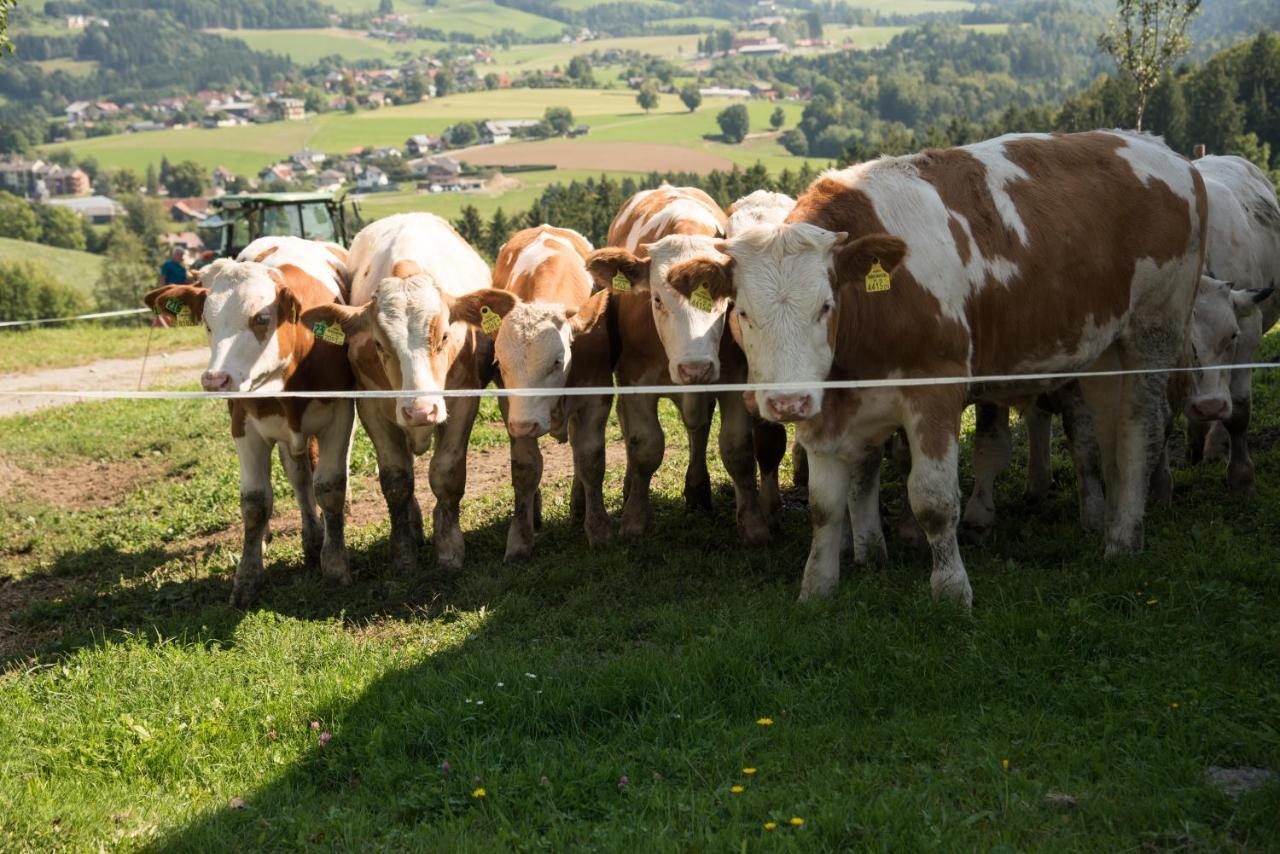 Ferienhaus Reisinger Promschhof Semriach Kültér fotó
